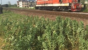 护坡成了菜园子 砂石场紧挨铁路