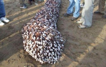 海滩刮来鼻涕状奇怪物体，游客看清后上前哄抢