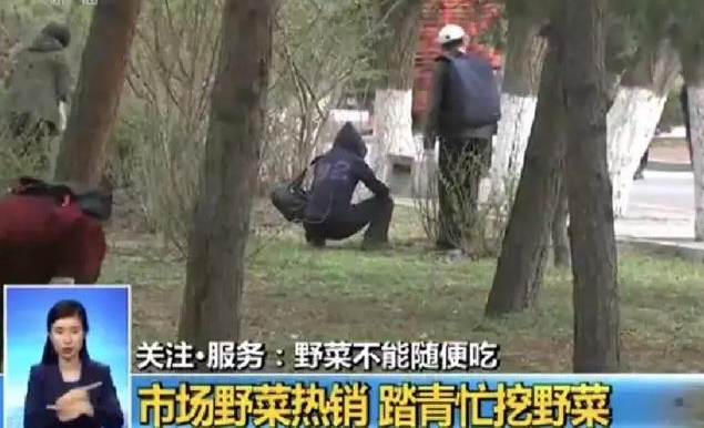 提醒 | 春天来了很多人喜欢吃野菜 但吃这些野菜有风险甚至致癌