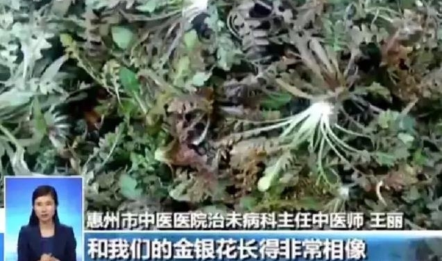 提醒 | 春天来了很多人喜欢吃野菜 但吃这些野菜有风险甚至致癌