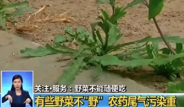 提醒 | 春天来了很多人喜欢吃野菜 但吃这些野菜有风险甚至致癌