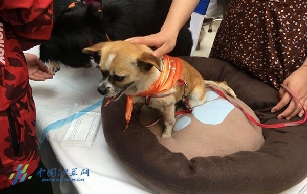 南京举行动物领养日活动 数十只流浪猫狗待“解救”