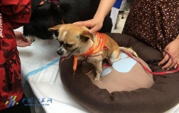 南京举行动物领养日活动 数十只流浪猫狗待“解救”