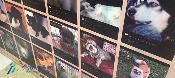 南京举行动物领养日活动 数十只流浪猫狗待“解救”