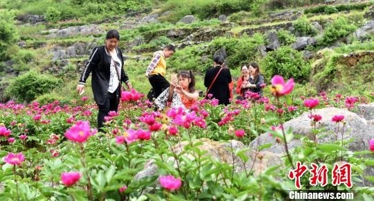 湖南邵东贫困乡村举办芍药花节 日吸引游客上万