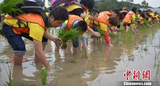 福建惠安千人亲子齐插秧 倡绿色简约生活