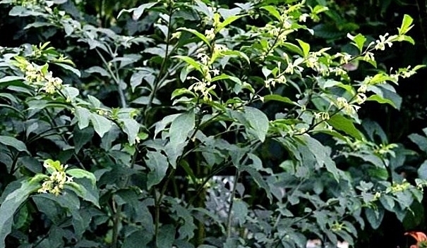 农村常见的“黑珍珠”，是牙痛咽喉肿痛的克星，果实售价达三十