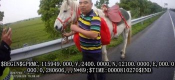 高速上惊现“汗血马” 马主人称系花了几万买的