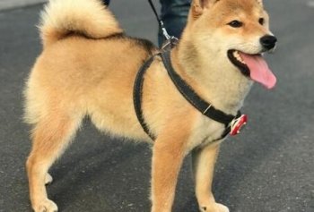 《向往的生活》落下帷幕，农家院的动物都去哪了？一只羊居然住上了别墅！