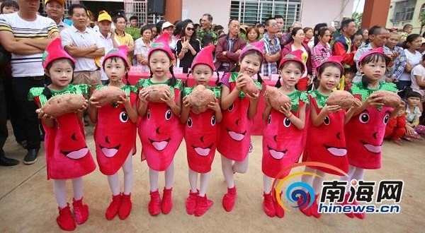 挖地瓜、吃地瓜！海南澄迈县第六届桥头富硒地瓜节举行