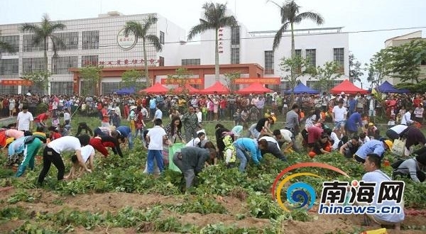 挖地瓜、吃地瓜！海南澄迈县第六届桥头富硒地瓜节举行
