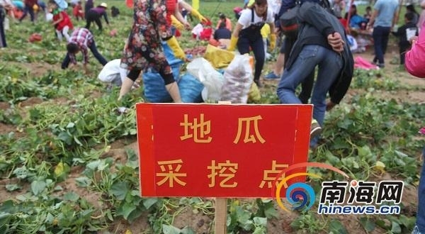 挖地瓜、吃地瓜！海南澄迈县第六届桥头富硒地瓜节举行