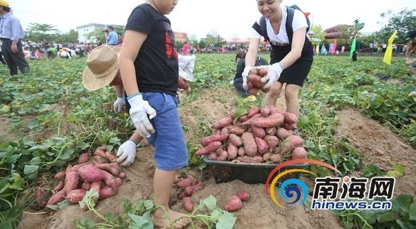 挖地瓜、吃地瓜！海南澄迈县第六届桥头富硒地瓜节举行
