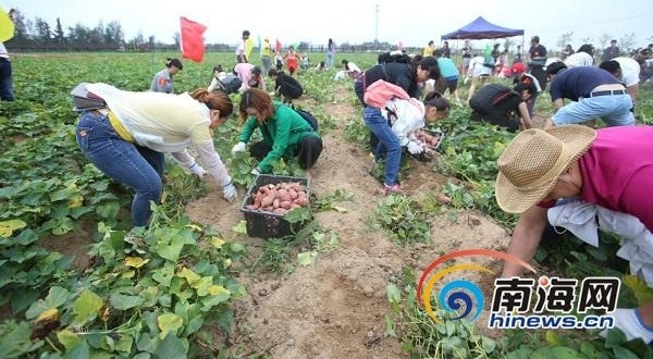 挖地瓜、吃地瓜！海南澄迈县第六届桥头富硒地瓜节举行