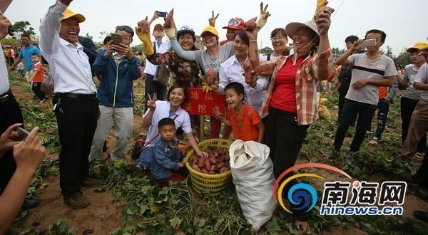 挖地瓜、吃地瓜！海南澄迈县第六届桥头富硒地瓜节举行
