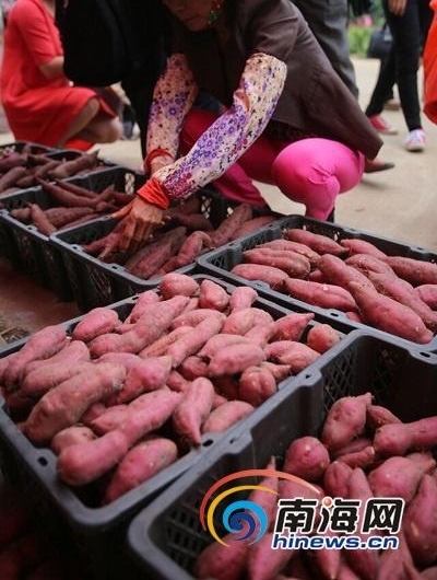 挖地瓜、吃地瓜！海南澄迈县第六届桥头富硒地瓜节举行