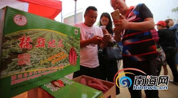 挖地瓜、吃地瓜！海南澄迈县第六届桥头富硒地瓜节举行