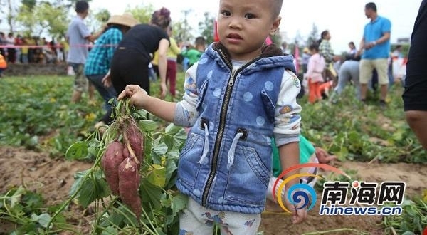 挖地瓜、吃地瓜！海南澄迈县第六届桥头富硒地瓜节举行