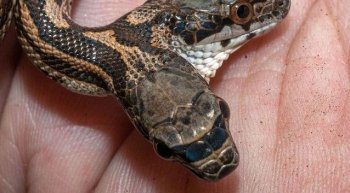 村民湖边散步发现奇怪生物，20厘米的身子居然两个脑袋！