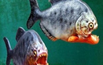 最世界上最恐怖的5种淡水鱼 一不小心同样会要命