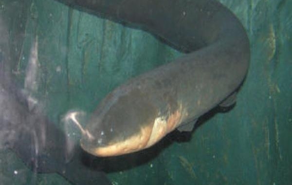 最世界上最恐怖的5种淡水鱼 一不小心同样会要命