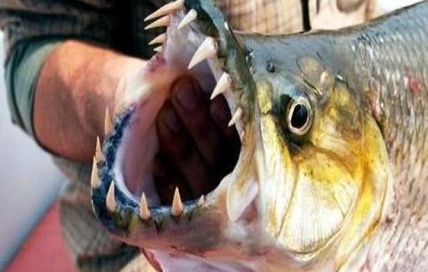 最世界上最恐怖的5种淡水鱼 一不小心同样会要命