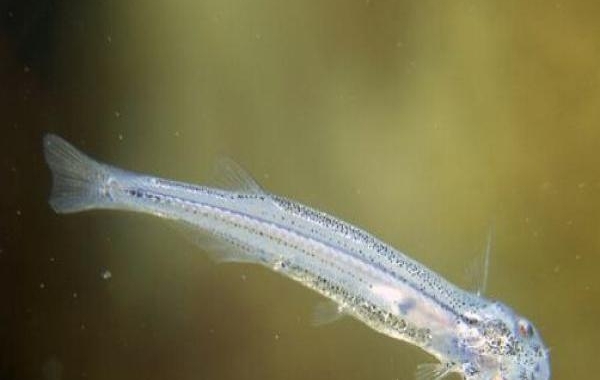 最世界上最恐怖的5种淡水鱼 一不小心同样会要命