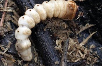 农村这东西号称“树精”，有钱买不到，看着很恶心，吃一口上瘾！