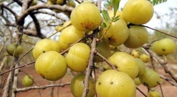 农村树上的“油金子”，抗癌作用非常厉害！