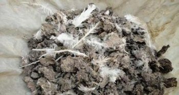 男子打赌舔鸡粪 对方不拿钱闹到派出所