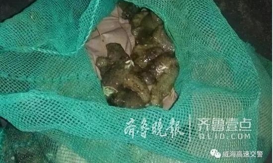 窃贼深夜海水中偷盗9公斤海参 没到公路就被抓