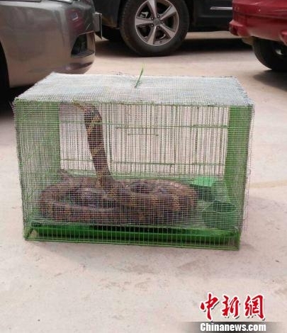 两条眼镜王蛇遭村民猎捕 云南森警及时解救