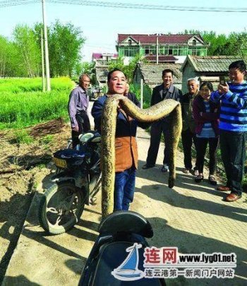 村民浇田意外捞出3米巨蟒 将蛇剥皮取胆切段