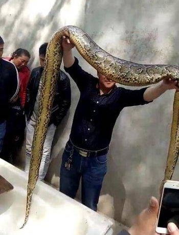 村民浇田意外捞出3米巨蟒 将蛇剥皮取胆切段