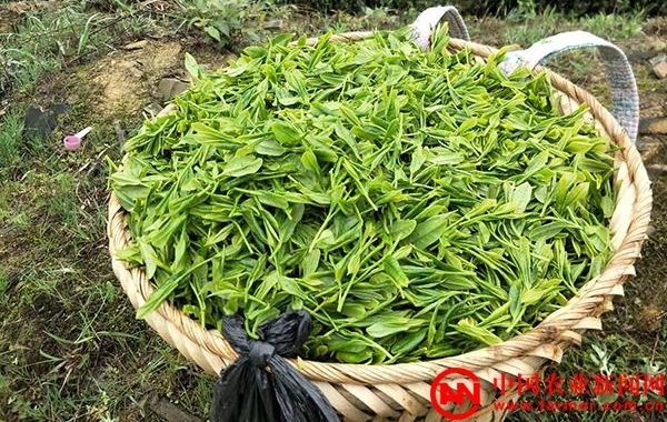 贵州：留守老人成采茶主力 采茶季收入过万