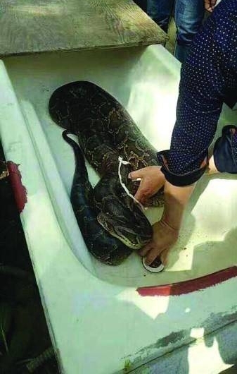 村民浇田意外捞出3米巨蟒 将蛇剥皮取胆切段