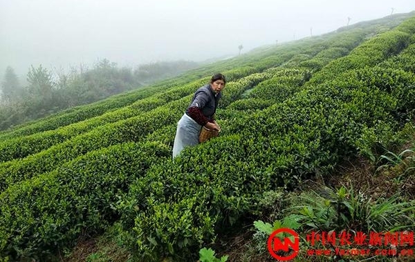 贵州：留守老人成采茶主力 采茶季收入过万