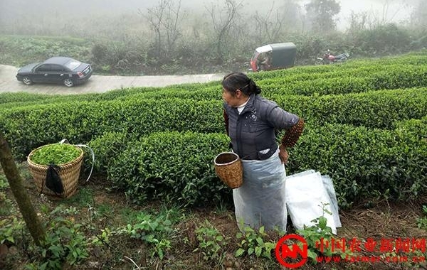 贵州：留守老人成采茶主力 采茶季收入过万