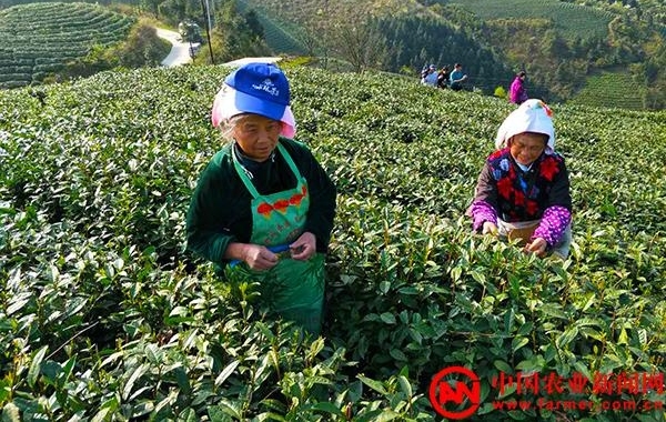 贵州：留守老人成采茶主力 采茶季收入过万