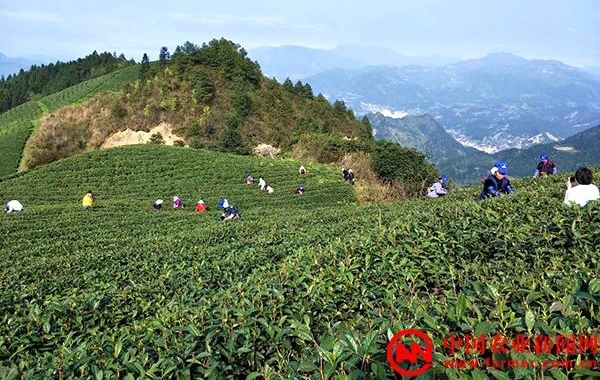 贵州：留守老人成采茶主力 采茶季收入过万