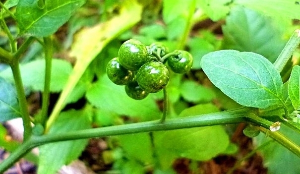 农村常见的“黑珍珠”，是牙痛咽喉肿痛的克星，果实售价达三十