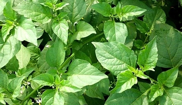 农村常见的“黑珍珠”，是牙痛咽喉肿痛的克星，果实售价达三十