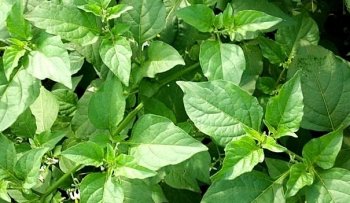 农村常见的“黑珍珠”，是牙痛咽喉肿痛的克星，果实售价达三十