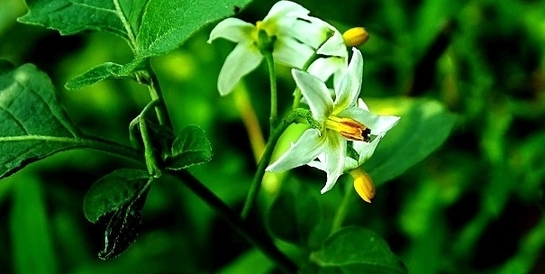 农村常见的“黑珍珠”，是牙痛咽喉肿痛的克星，果实售价达三十