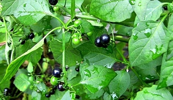 农村常见的“黑珍珠”，是牙痛咽喉肿痛的克星，果实售价达三十