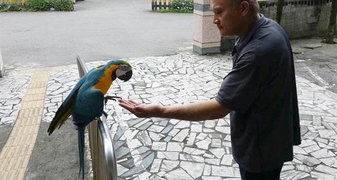 超机灵！鹦鹉遭遇老鹰空袭 飞到派出所报警求救