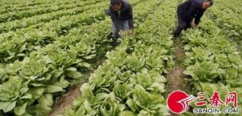 菜农哭了:5千亩莴笋两毛一斤没人要