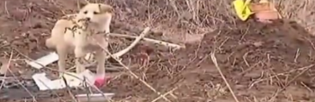 扎心了！忠诚狗狗死守主人坟墓和破落的家，无论如何都不愿离开！
