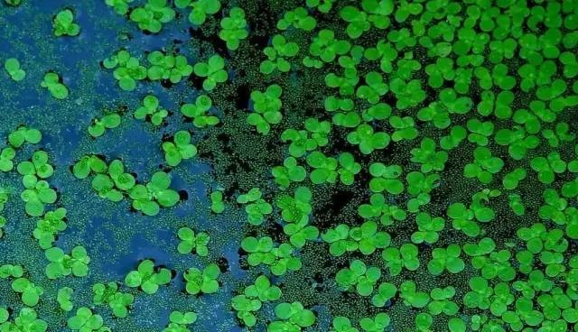 今日谷雨，谷雨为什么要“祭仓颉”你知道吗？