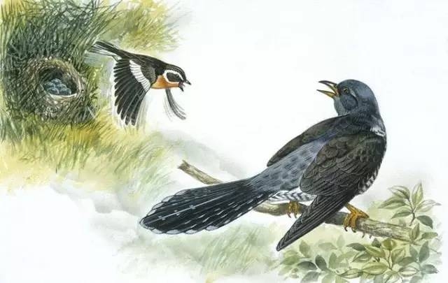 今日谷雨，谷雨为什么要“祭仓颉”你知道吗？